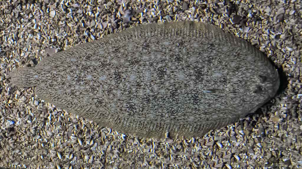 Žuvis-puspadis (Solea solea) Žuvis-puspadis (Solea solea)