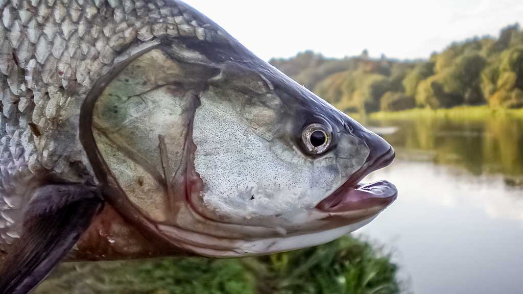 Dvi spiningavimo taktikos. Kai rankos atidirba už kojas Dvi spiningavimo taktikos. Kai rankos atidirba už kojas