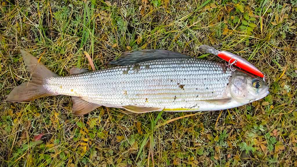 Kodėl kitiems kimba, o man – ne Kodėl kitiems kimba, o man – ne