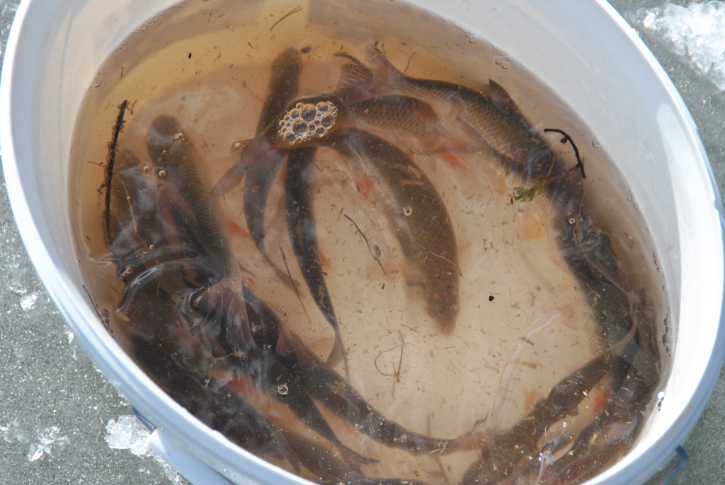 Dar kartą apie šoninius pavadėlius Dar kartą apie šoninius pavadėlius