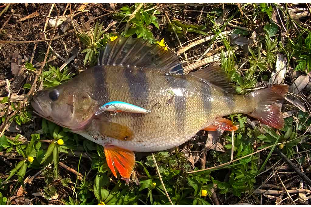 Kuo vienas vobleris geresnis už kitą? Kuo vienas vobleris geresnis už kitą?