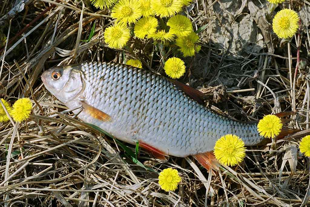 Plūdine ankstyvą pavasarį Plūdine ankstyvą pavasarį