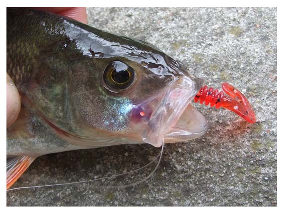 Ešeriai taip godžiai griebia Lucky John Ballist guminukus, kad iš žiomenų kyšo tik trumpas masalo galiukas Ešeriai taip godžiai griebia Lucky John Ballist guminukus, kad iš žiomenų kyšo tik trumpas masalo galiukas