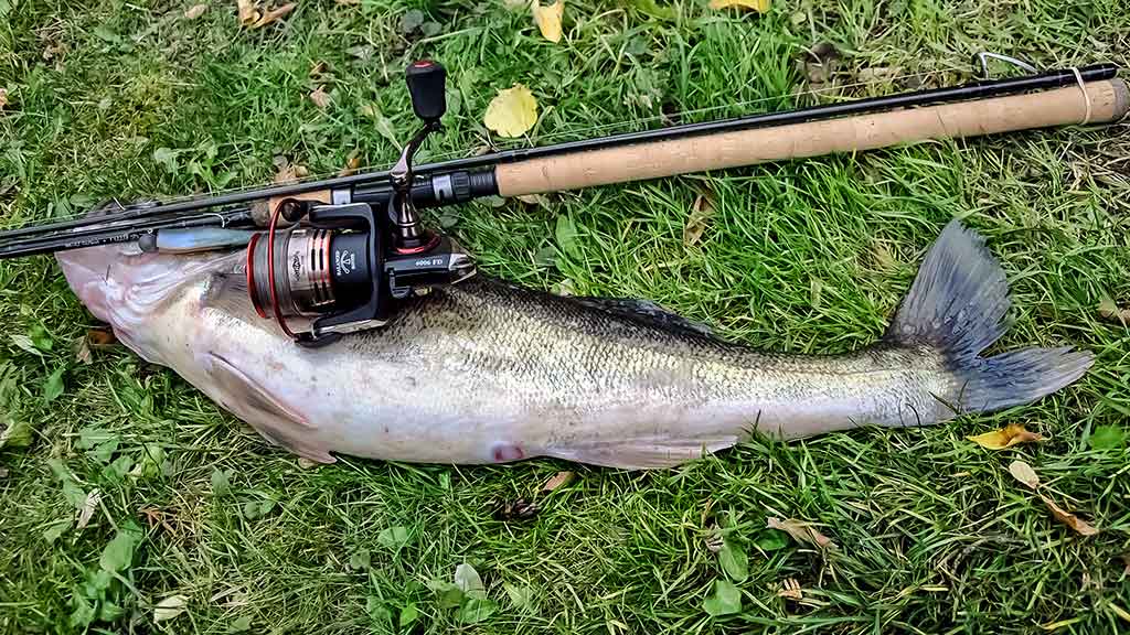 Tvenkinių sterkai įpusėjus rudeniui Tvenkinių sterkai įpusėjus rudeniui