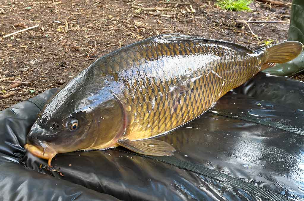 Karpių gaudymo vingrybės. Apie vandens telkinius ir temperatūrą Karpių gaudymo vingrybės. Apie vandens telkinius ir temperatūrą