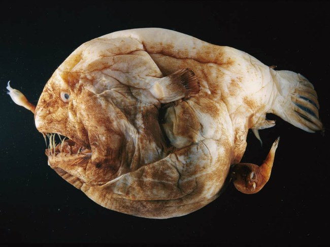 Velniažuvė Velniažuvė