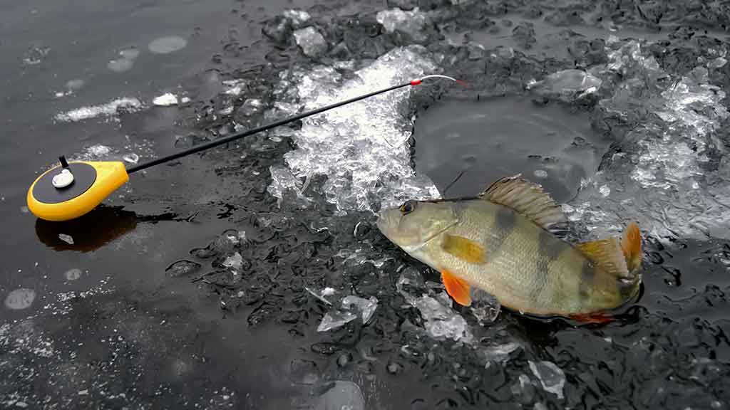 Kaip „pasikinkyti“ ožką Kaip „pasikinkyti“ ožką