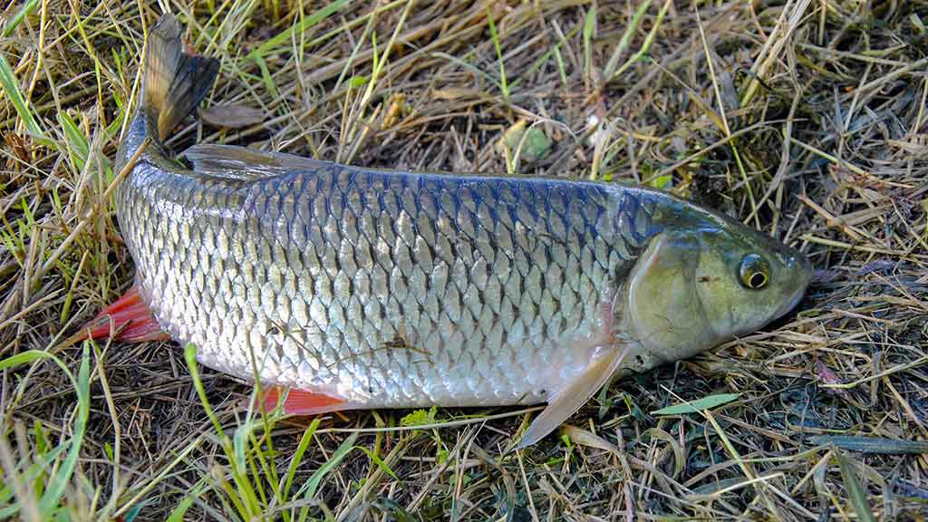 Spiningavimas karštymečiu Spiningavimas karštymečiu