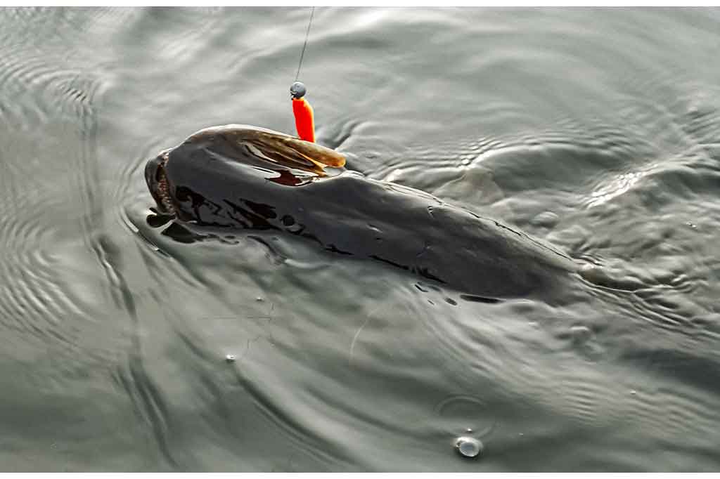 Dar šis bei tas apie silikoninių masalų dažymą Dar šis bei tas apie silikoninių masalų dažymą