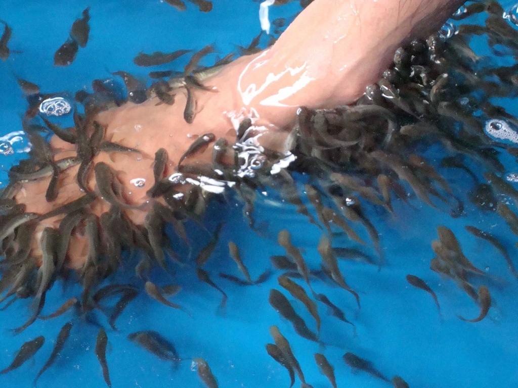 Garra Rufa žuvytės priklauso karpinių žuvų šeimai. Garra Rufa žuvytės priklauso karpinių žuvų šeimai.