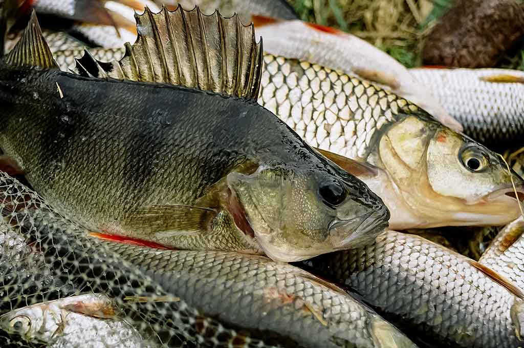 Paslaptingi Dubysos vingiai. Bandykime plūdinę Paslaptingi Dubysos vingiai. Bandykime plūdinę