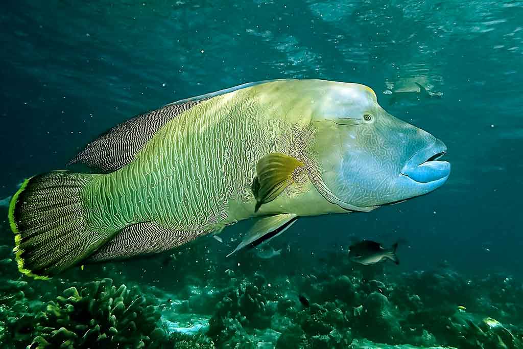 Žuvis Napoleonas - Cheilinus undulatus Žuvis Napoleonas - Cheilinus undulatus