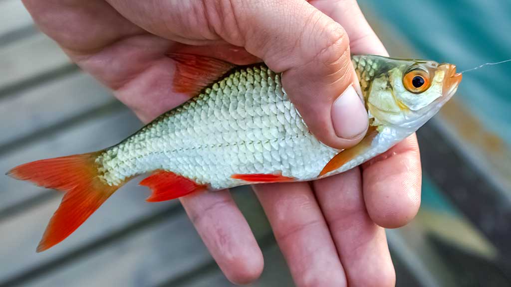 Masalas, kai žuvys visai nekimba... Masalas, kai žuvys visai nekimba...