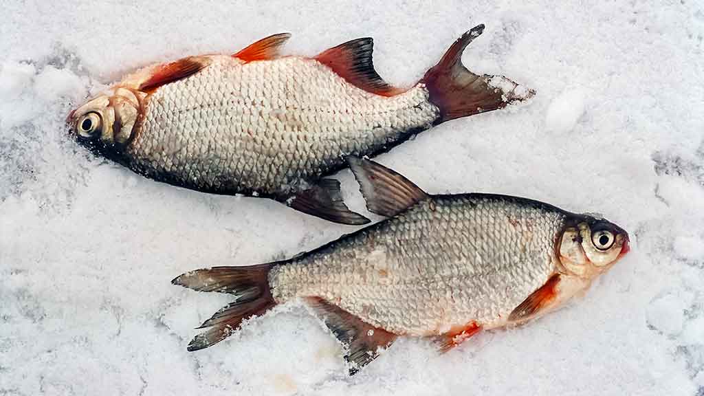 Kaip „pasikinkyti“ ožką Kaip „pasikinkyti“ ožką