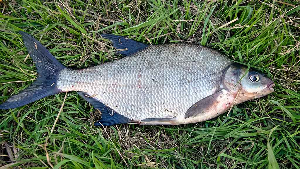 Paslaptingi Dubysos vingiai. Bandykime plūdinę Paslaptingi Dubysos vingiai. Bandykime plūdinę