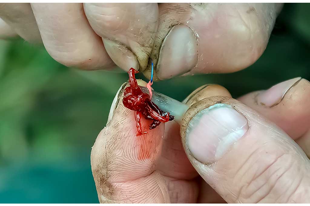 Kaip ant kabliuko užmauti uodo trūklio lervas Kaip ant kabliuko užmauti uodo trūklio lervas