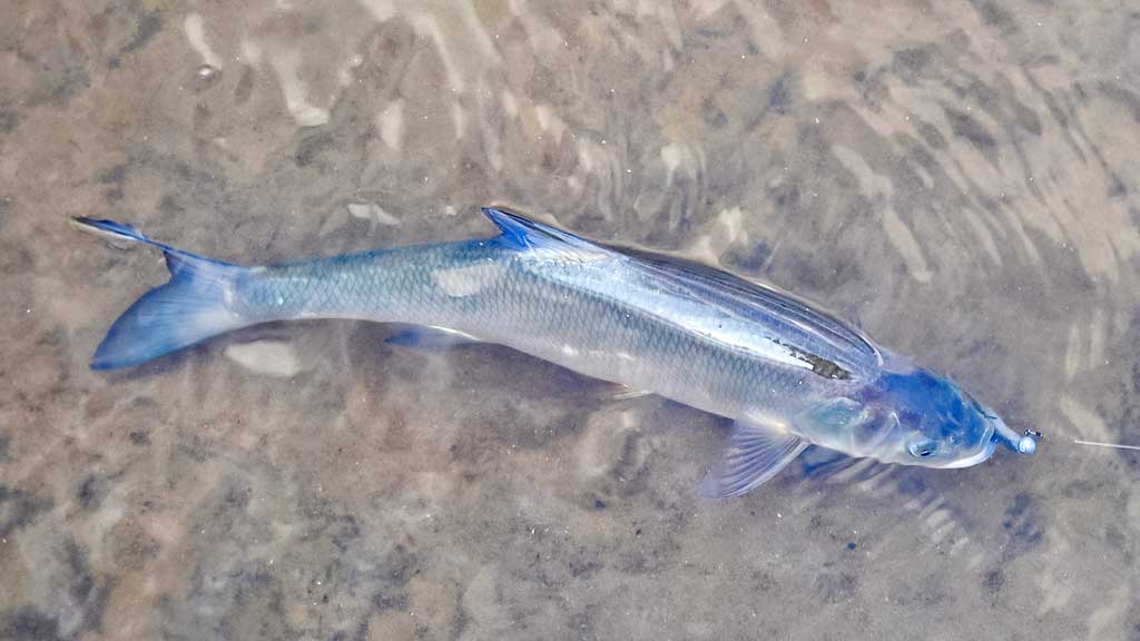 Ar patinka silikonas salačiams? Pirma dalis Ar patinka silikonas salačiams? Pirma dalis