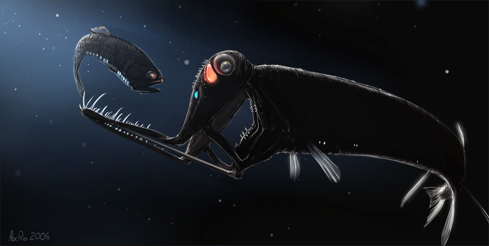 Stoplight loosejaws Stoplight loosejaws