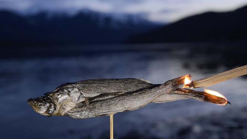 žuvis žvakė (Thaleichthys pacificus) žuvis žvakė (Thaleichthys pacificus)