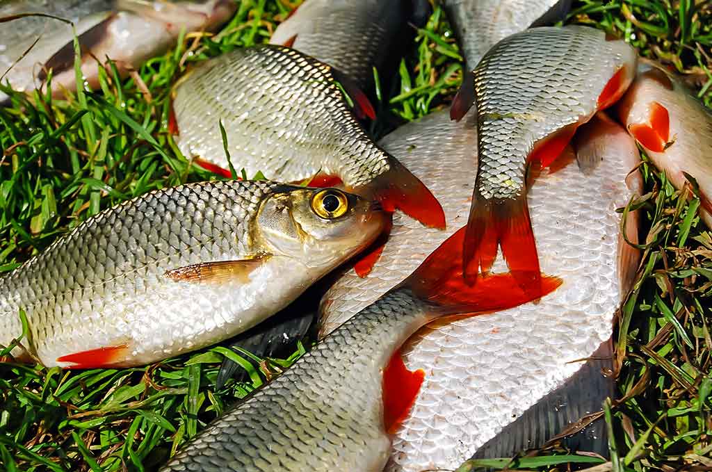 Vandens džiunglių labirintuose. Patys aukščiausi Vandens džiunglių labirintuose. Patys aukščiausi