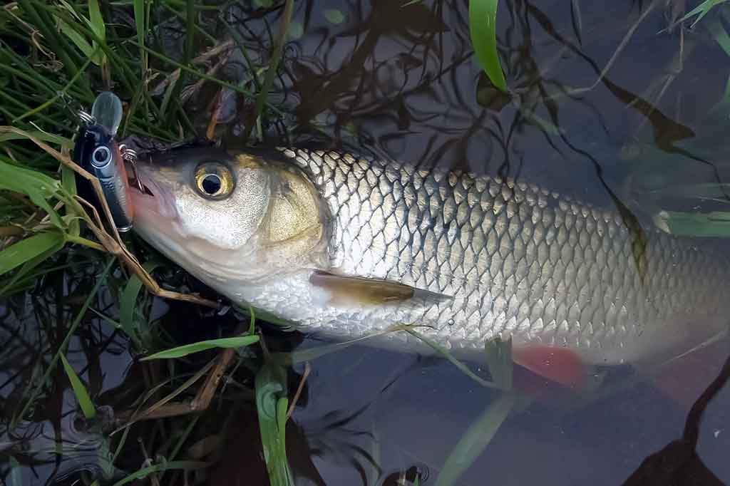 Šapalai ir vobleriai. Tinkami įrankiai Šapalai ir vobleriai. Tinkami įrankiai