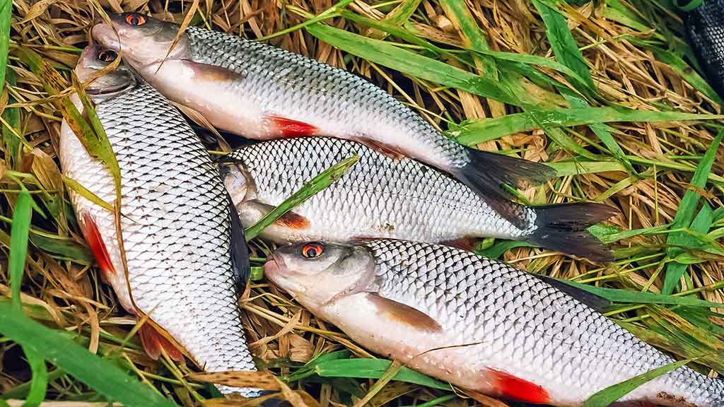 Nemunas, plūdinė ir senos dambos. Kitaip nei vasarą Nemunas, plūdinė ir senos dambos. Kitaip nei vasarą