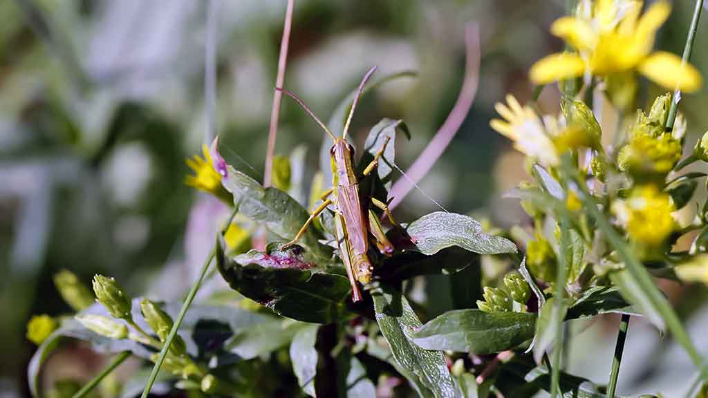 Ar iš balos tas gražumas. Pelkių ragana Ar iš balos tas gražumas. Pelkių ragana