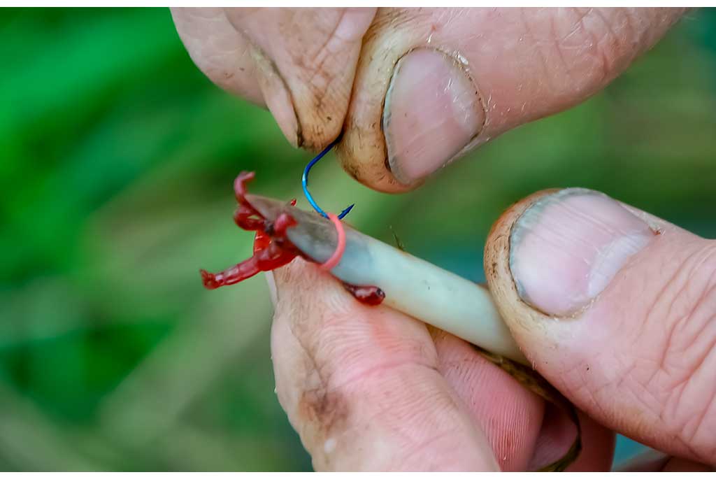Kaip ant kabliuko užmauti uodo trūklio lervas Kaip ant kabliuko užmauti uodo trūklio lervas