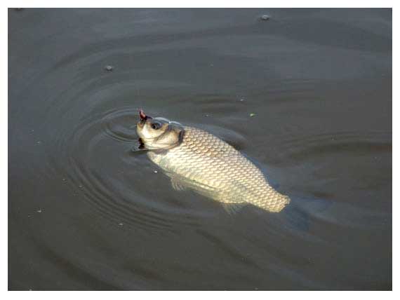 Karosus parankiausia meškerioti atviro vandens plotuose, plytinčiuose už augmenijos ribos Karosus parankiausia meškerioti atviro vandens plotuose, plytinčiuose už augmenijos ribos
