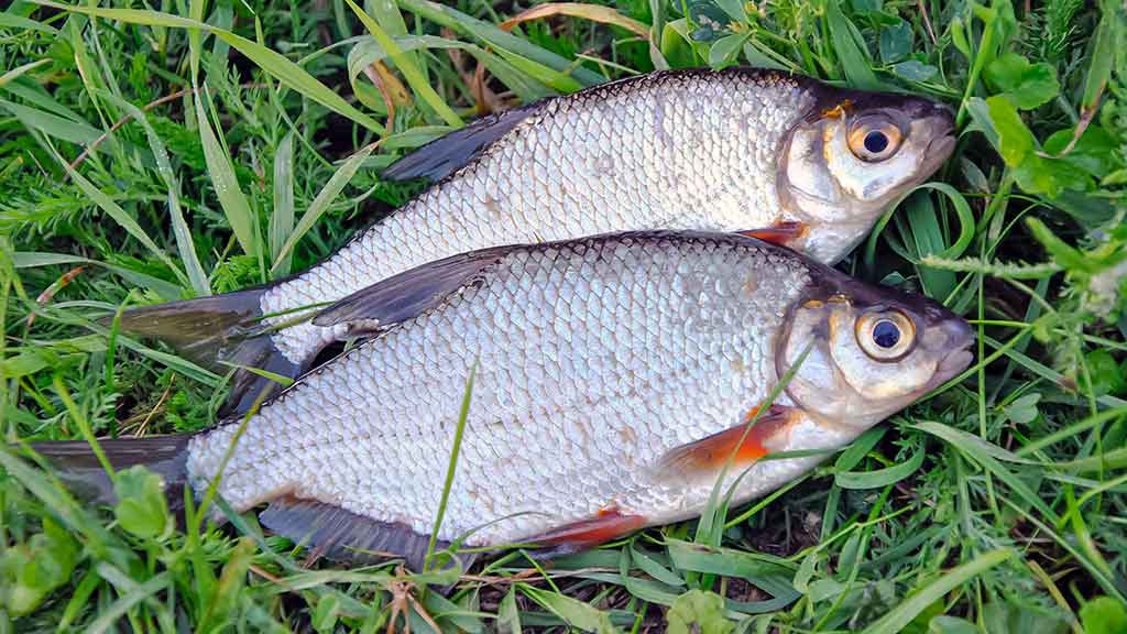 Su plūdine vidurupyje Su plūdine vidurupyje