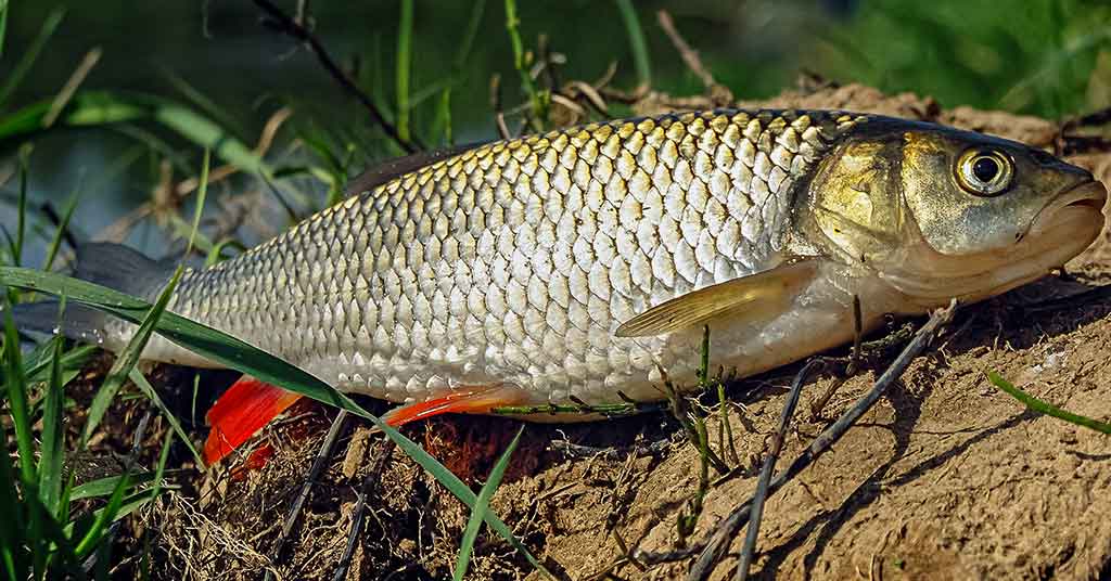 Kad pagavus šapalą būtų galima pasakyti: „Oho!“. Žūklavietės Kad pagavus šapalą būtų galima pasakyti: „Oho!“. Žūklavietės