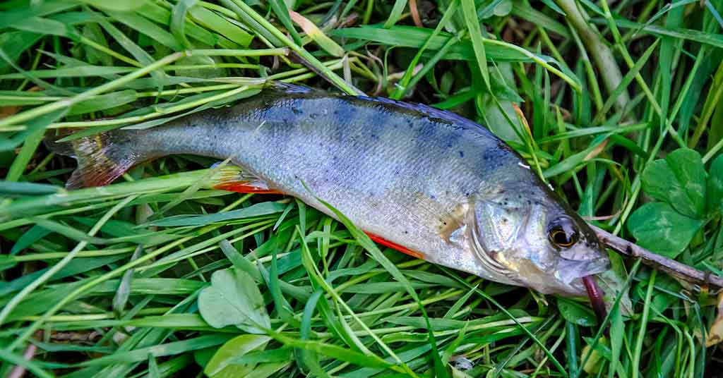 Ešerius – plūdine meškere Ešerius – plūdine meškere