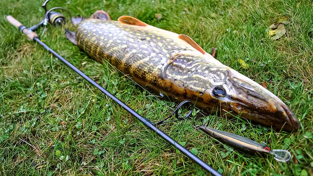 Lydekos, tvičingas ir dideli vobleriai. Techniniai niuansai, žūklavietės Lydekos, tvičingas ir dideli vobleriai. Techniniai niuansai, žūklavietės