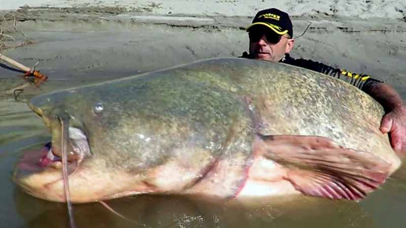 Koks šamo dydis? Koks šamo dydis?