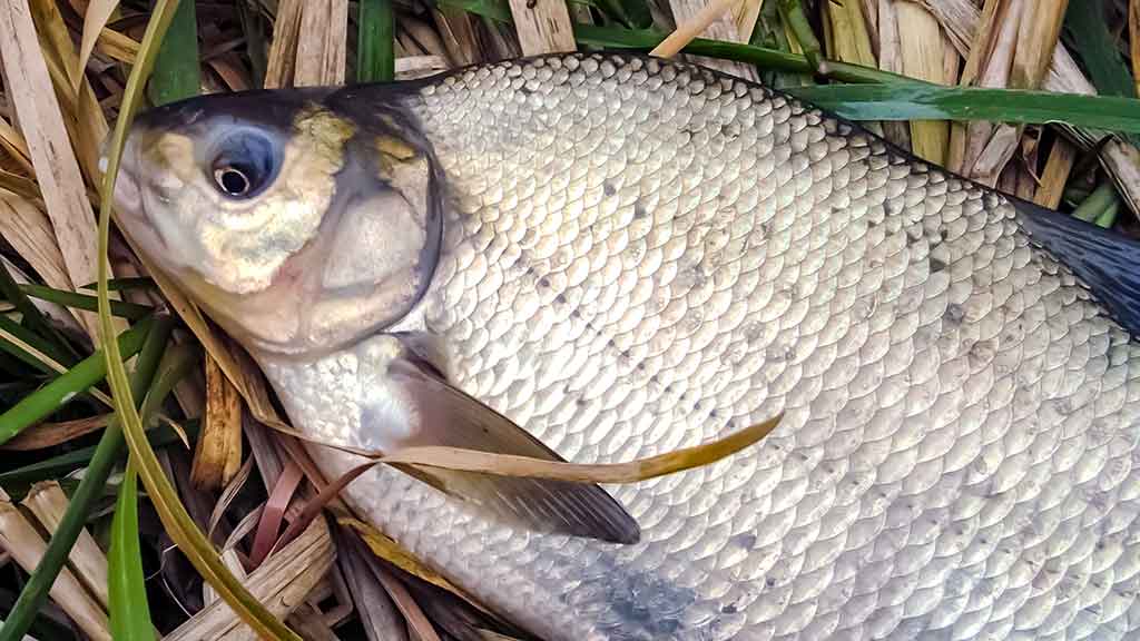 Ką reikia žinoti apie match meškerę Ką reikia žinoti apie match meškerę