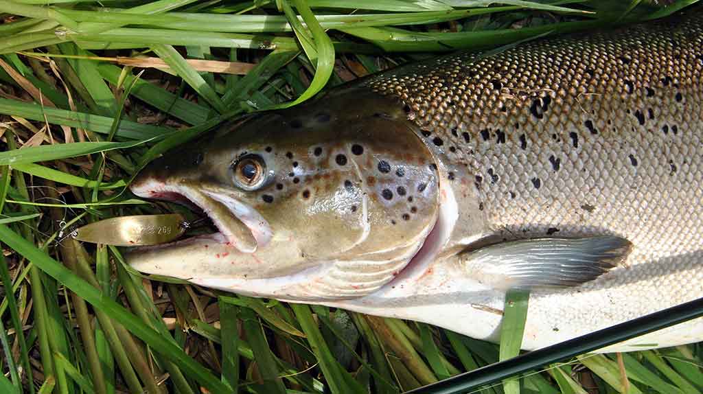 Nemuno lašišas – vartiklėmis Nemuno lašišas – vartiklėmis