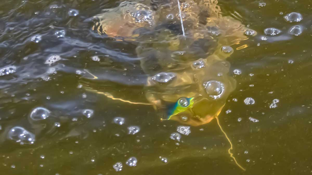 Ilgesnis nei dviejų metrų šamas Ilgesnis nei dviejų metrų šamas