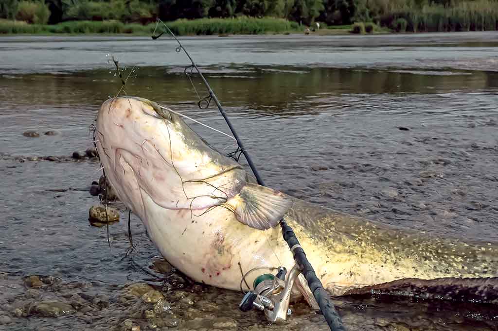 Lūžęs meškerykotis – gamintojo ar žvejo kaltė? Lūžęs meškerykotis – gamintojo ar žvejo kaltė?