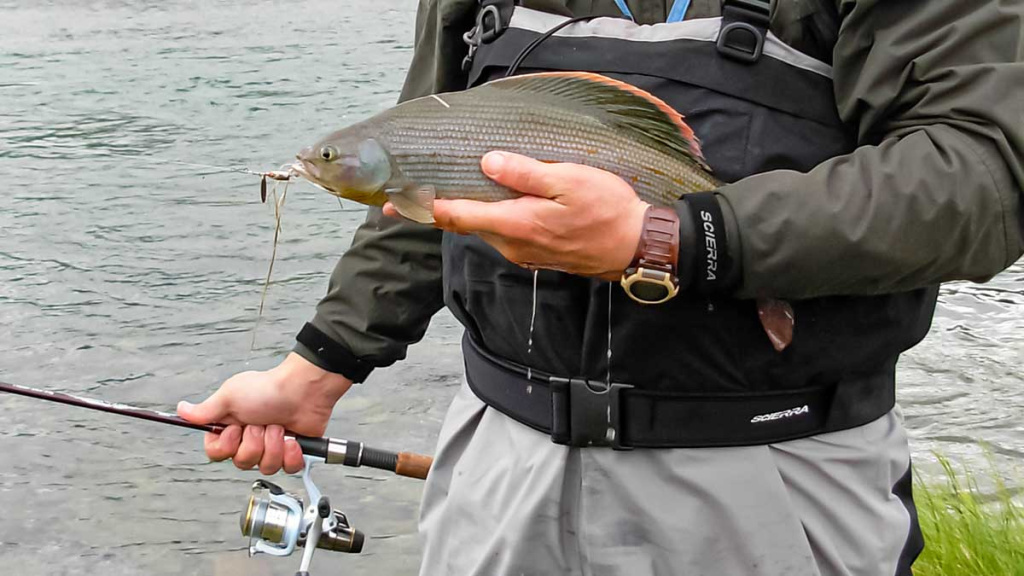 Kaip sugundyti kiršlį Kaip sugundyti kiršlį