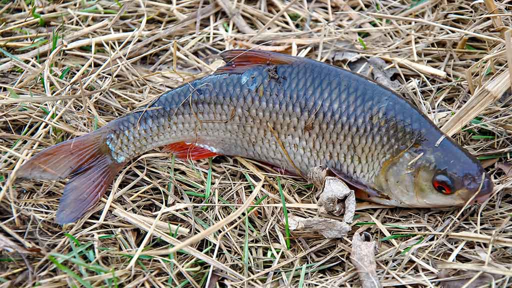 Sudužę margučiai arba kaip Dievas juokiasi Sudužę margučiai arba kaip Dievas juokiasi