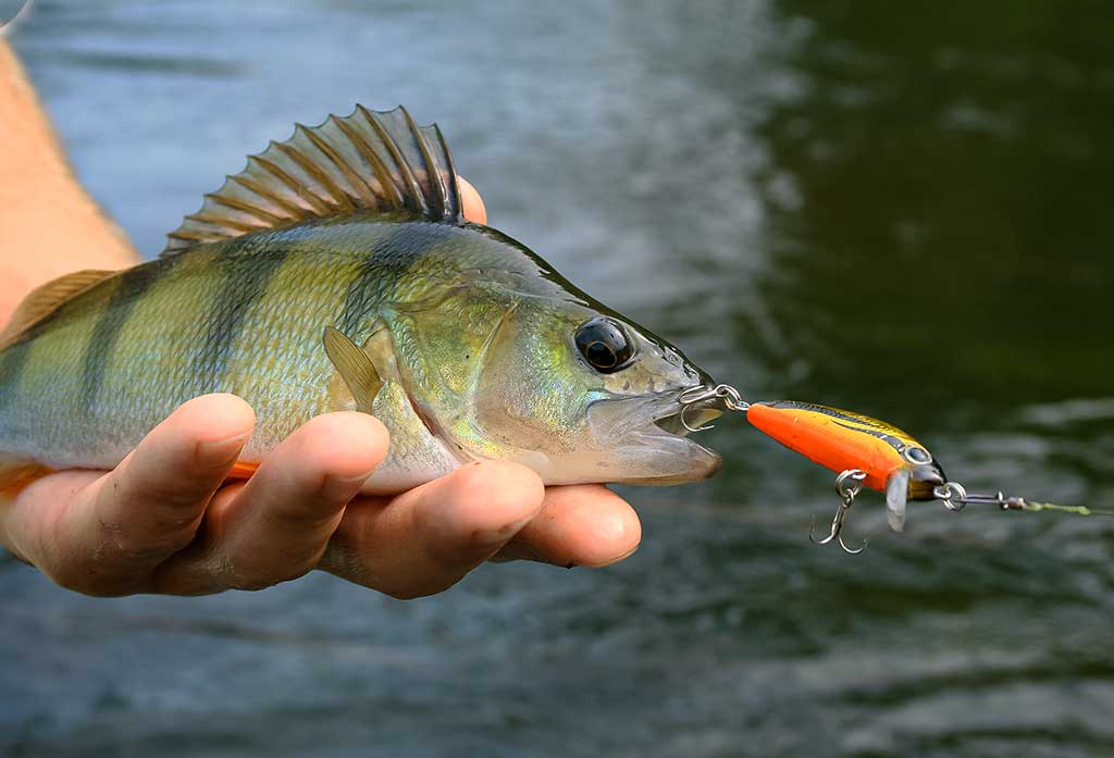 Kas upelyje gyvena. Trečia dalis Kas upelyje gyvena. Trečia dalis
