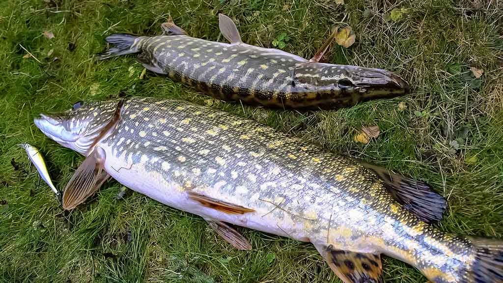 Lydekos, tvičingas ir dideli vobleriai Lydekos, tvičingas ir dideli vobleriai