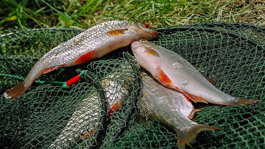 Vandens džiunglių labirintuose. Pusiau krante, pusiau vandenyje Vandens džiunglių labirintuose. Pusiau krante, pusiau vandenyje