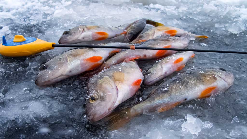 Kur po iš po ledo kimba pačios įvairiausios žuvys Kur po iš po ledo kimba pačios įvairiausios žuvys