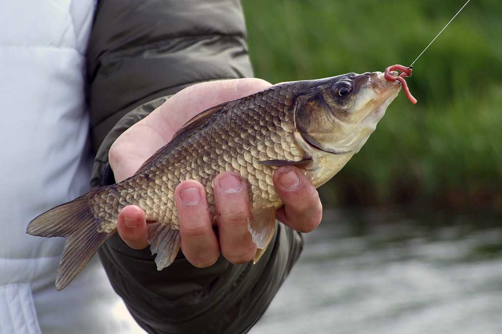 Karosų gaudymas Karosų gaudymas