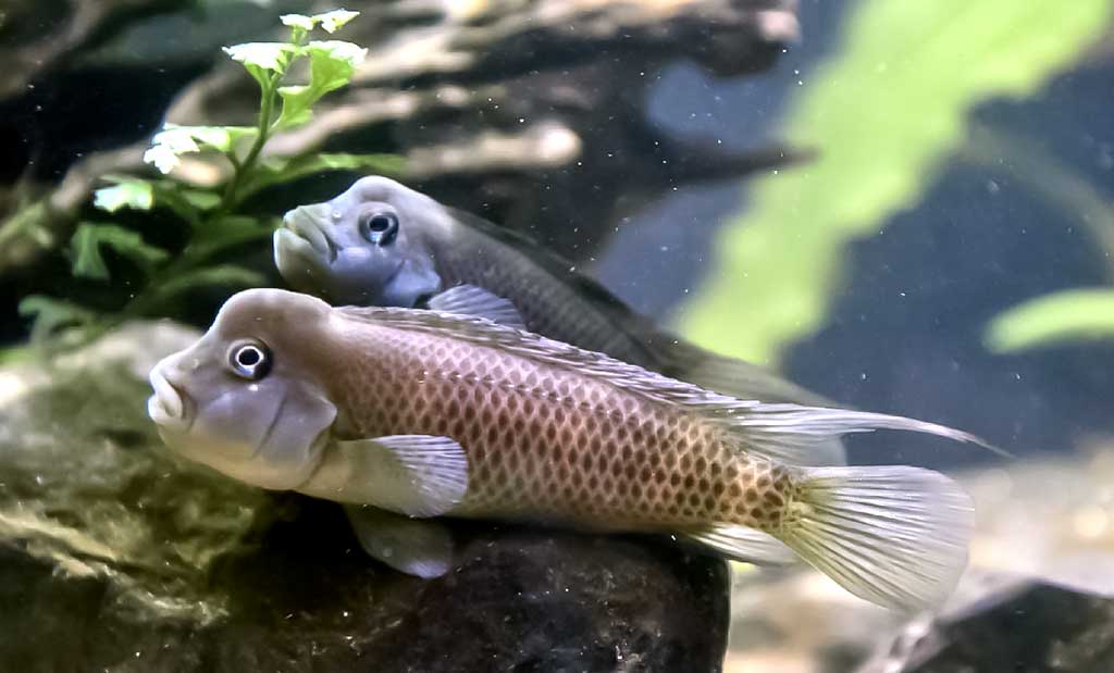 Žuvis-kazuaras (Steatocranus casuarius) Žuvis-kazuaras (Steatocranus casuarius)