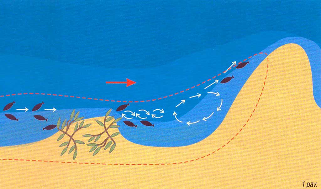 Nenuvertinkime kuojų žūklės. Nuolatinės ir laikinos žūklavietės Nenuvertinkime kuojų žūklės. Nuolatinės ir laikinos žūklavietės