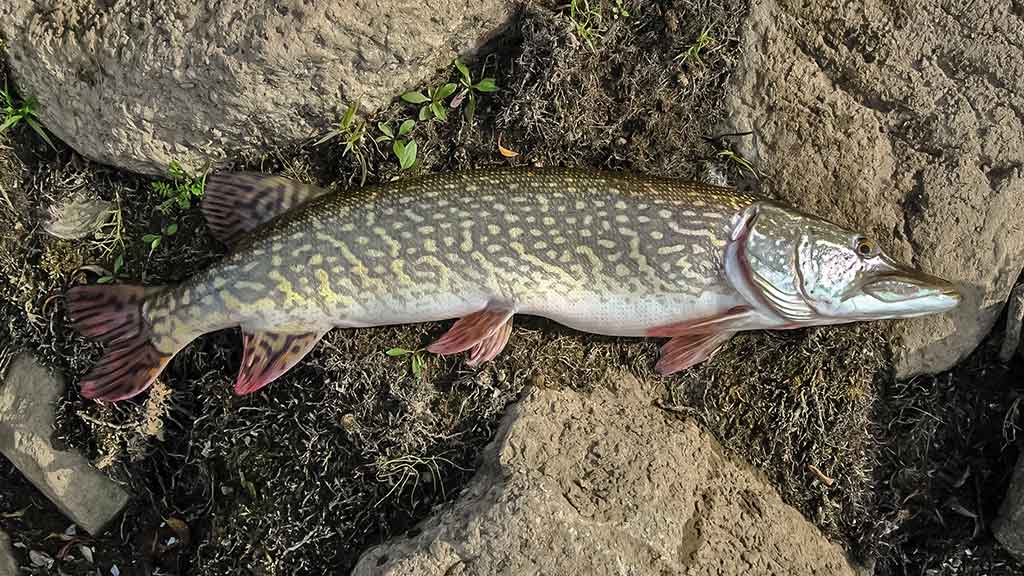 Vieną rudenį prie Nemuno dambų Vieną rudenį prie Nemuno dambų
