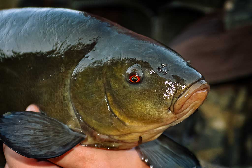 Lynas pavasarį kitoks Lynas pavasarį kitoks