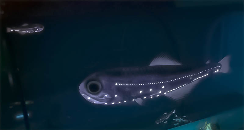 Žuvis mičmanas Žuvis mičmanas